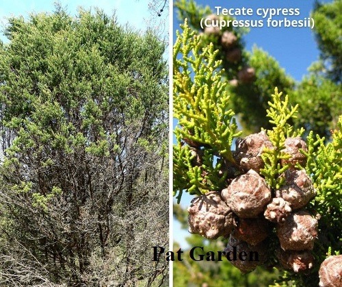 Types Of Cypress Trees With Pictures