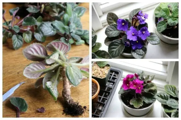 When to Repot African Violet Plant