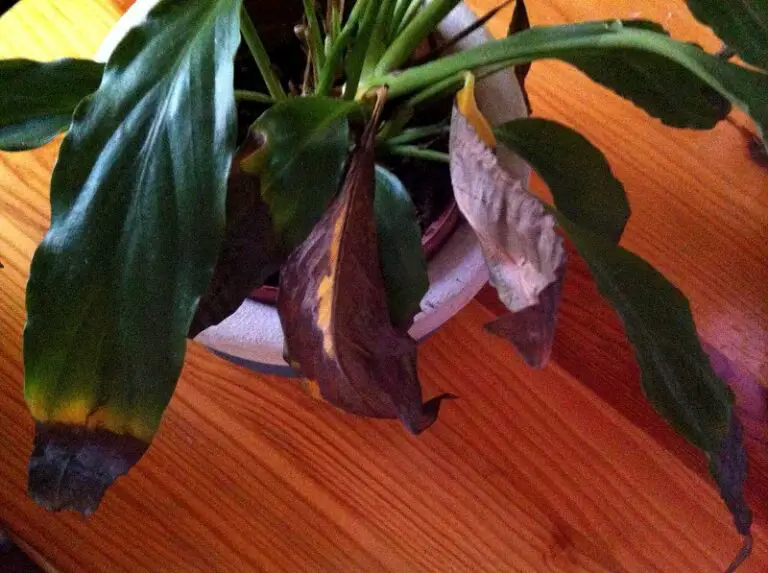 Why Is My Peace Lily Leaves Turning Brown