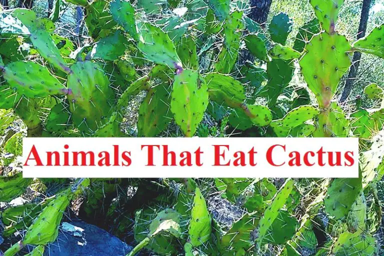 What Animals Eat Cactus