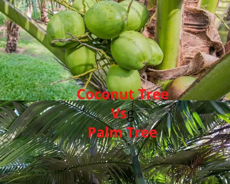 Coconut Tree Vs Palm Tree