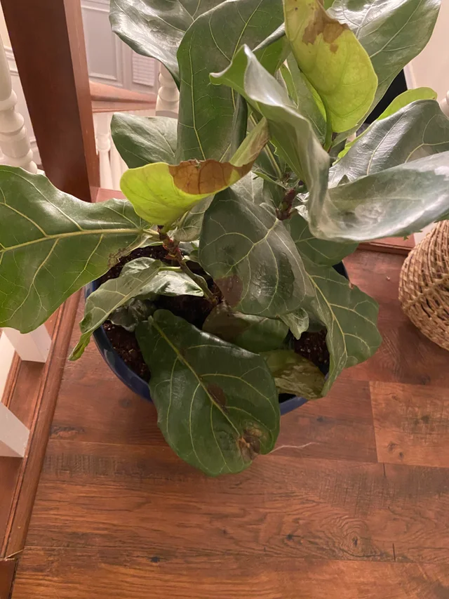 Fiddle Leaf Fig Dropping Leaves (Causes & Solutions)