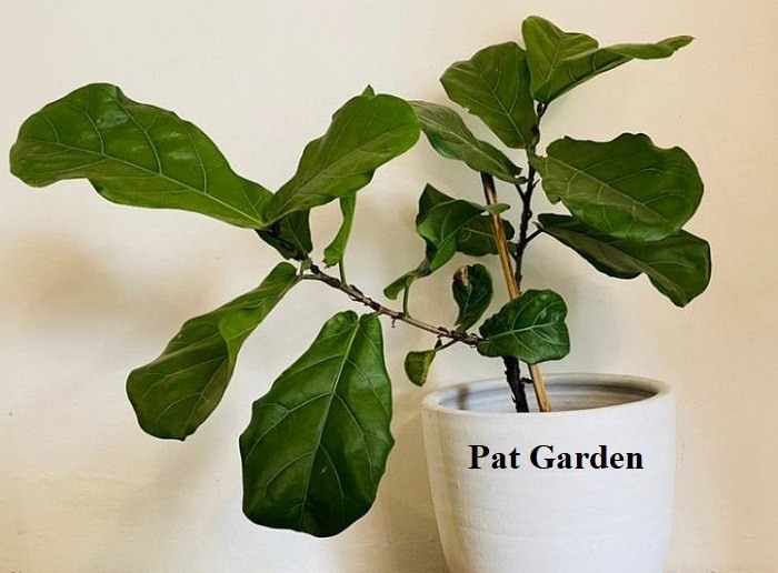 Fiddle Leaf Fig Leaves Curling (Causes & Solutions)