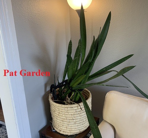 Overwatered Snake Plant (Signs and How to Save)