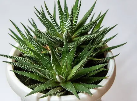 10 Plants that Look like Aloe Vera with Pictures