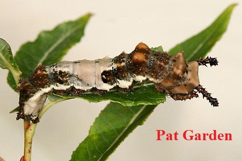 Types of Horned Caterpillars
