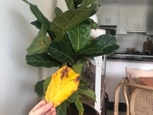 fiddle leaf fig yellowing leaves