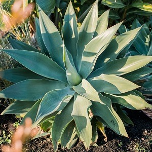 10 Plants that Look like Aloe Vera with Pictures