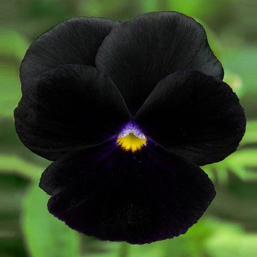 20 Plants with Black Flowers for Your Garden - Pat Garden