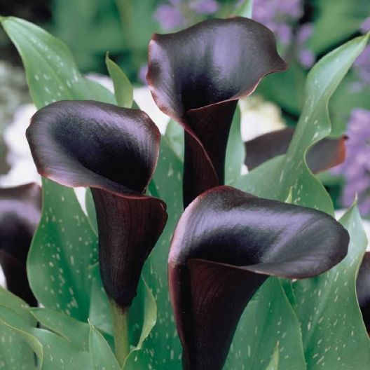 20 Plants with Black Flowers for Your Garden - Pat Garden