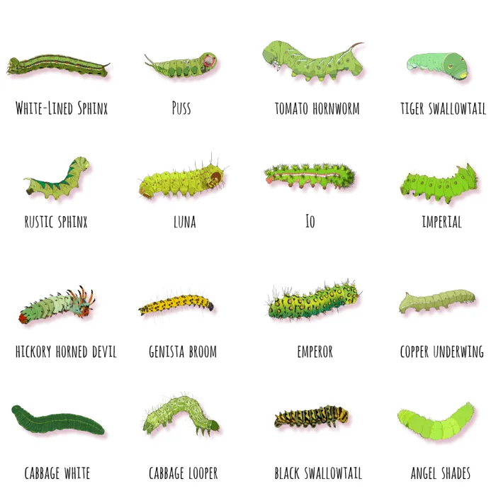 32 Types of Green Caterpillars with Identification Guide