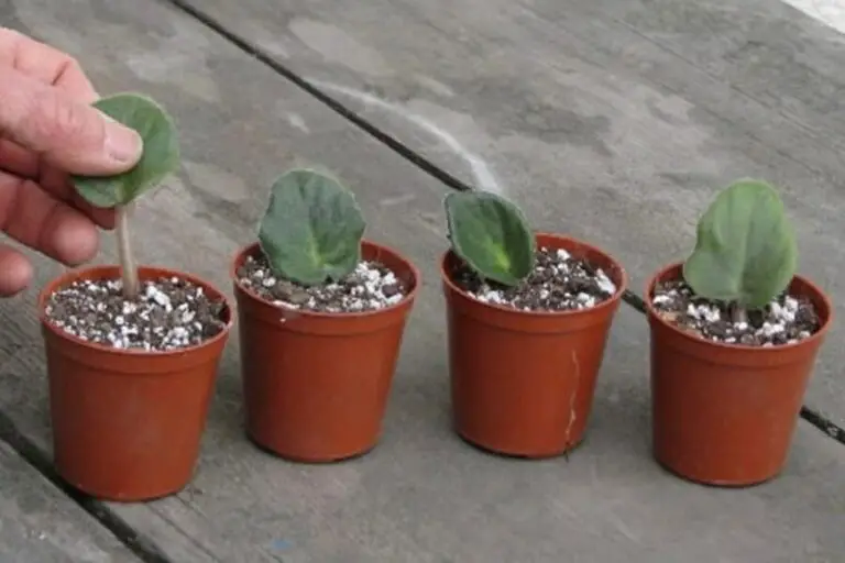 How to Propagate African Violets