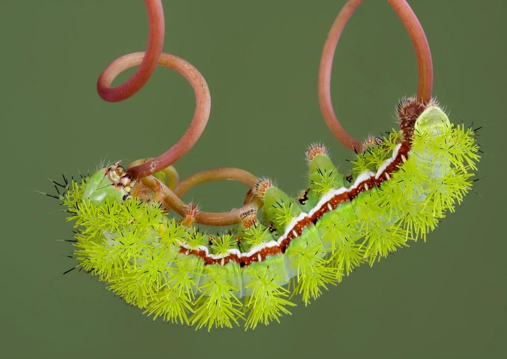 Different Types of Venomous Caterpillars with Pictures