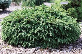20 Small or Dwarf Evergreen Trees (With Pictures)