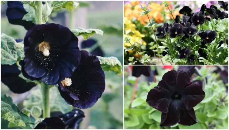 20 Plants with Black Flowers for Your Garden