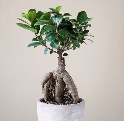 20 Types of Ficus Trees with Pictures (Outdoor & Indoor)