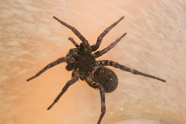 20 Types of Black Spiders (With Pictures & Names)