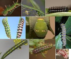 15 Types of Butterfly Caterpillars with Pictures