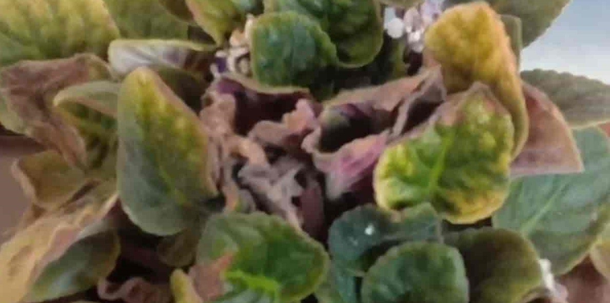 African Violet Dying (Causes & Solutions) Pat Garden