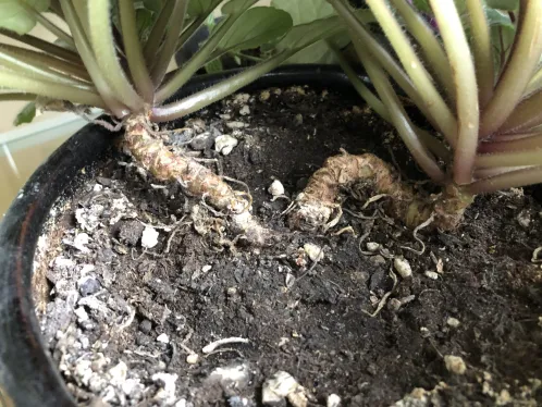 African Violet Root Rot (Signs & Treatment)