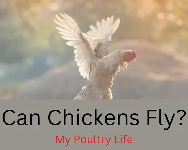 • Can Chickens Fly? (All You Need to Know)
