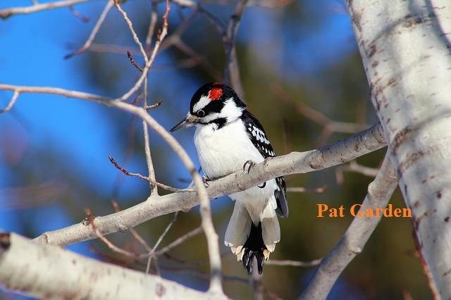 Small Black and White Birds with Pictures