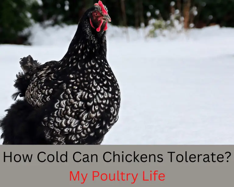 How Cold Can Chickens Tolerate?