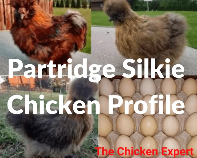 Partridge Silkie Chicken: All You Need to Know