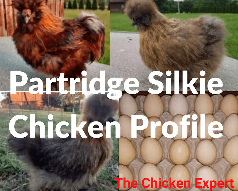 Partridge Silkie Chicken: All You Need to Know - Pat Garden